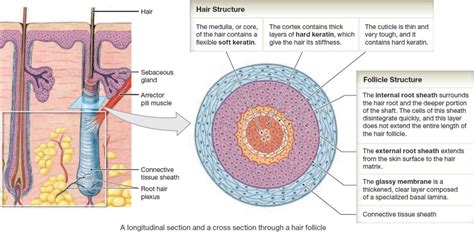 Hair - Shaft, Follicle, Structure, Hair Bulb - Root & Function