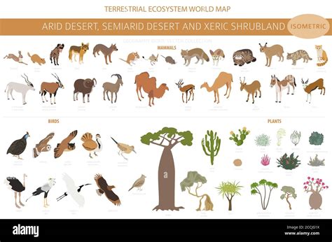 Desert biome, xeric shrubland biome, natural region infographic ...