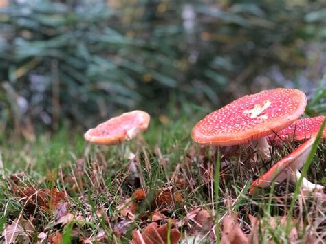 Premium Photo | Agaric