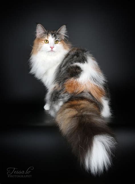 The 25+ best Norwegian forest cat personality ideas on Pinterest ...