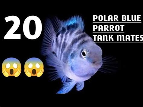 Polar blue parrot fish tank mates | Top 20 Tank mates for polar parrot ...