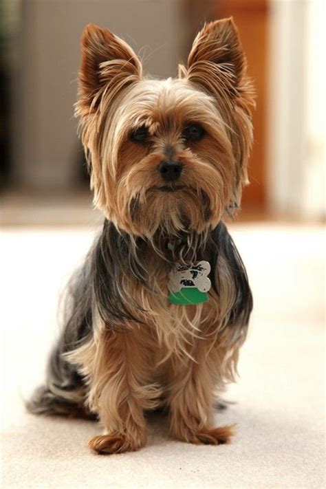 80+ Adorable Yorkie Haircuts For Your Puppy | Yorkie puppy, Yorkie ...