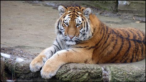 Siberian Tiger Cub II by Tienna on DeviantArt