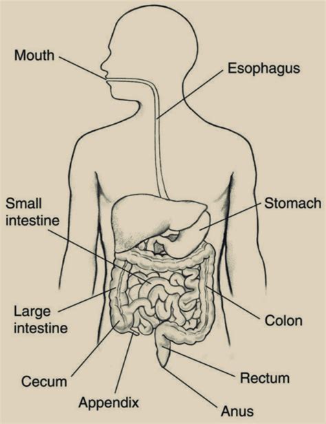 Human Digestive System