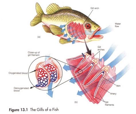 How Fish Gills Work