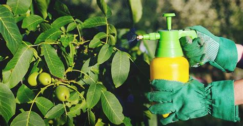 Everything You Need to Know About Organic Pesticides