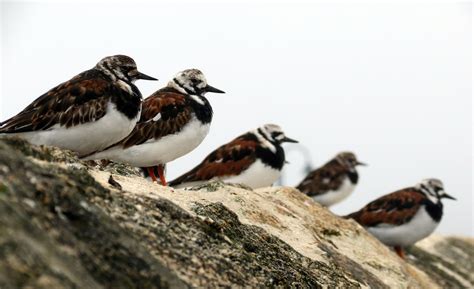 Turnstone,bird,perched,wall,winter - free image from needpix.com