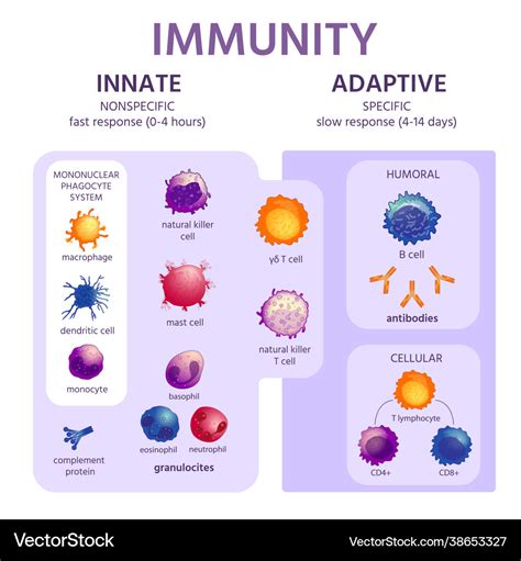 Innate and adaptive immune system immunology Vector Image