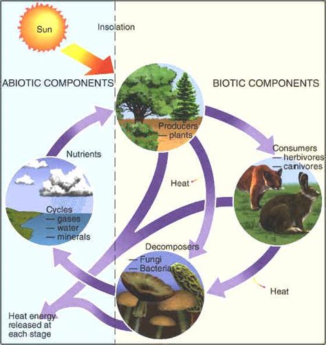 35 Biotic And Abiotic Factors In An Ecosystem Worksheet - support worksheet