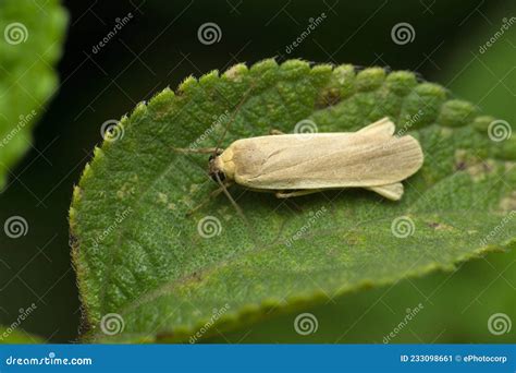 Bogong Moth Species, Satara, Maharashtra Stock Image - Image of species ...