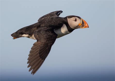 How puffins catch food outside the breeding season – BIOENGINEER.ORG