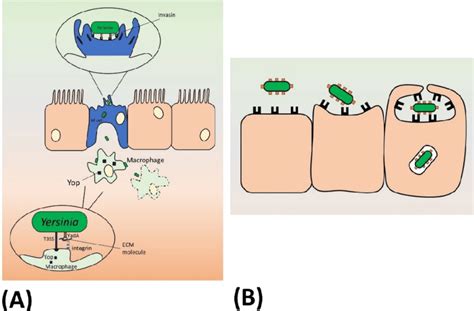 Yersinia Pestis Cell Structure