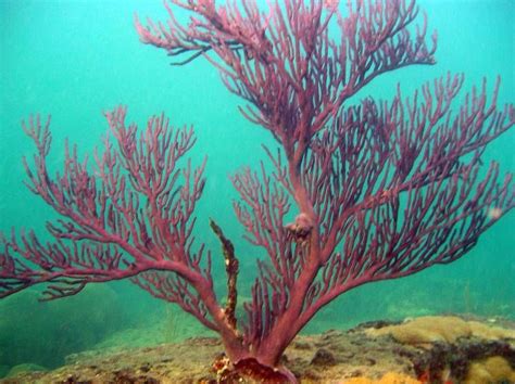 Gallery For > Underwater Ocean Plants List | Tide Pools | Pinterest ...