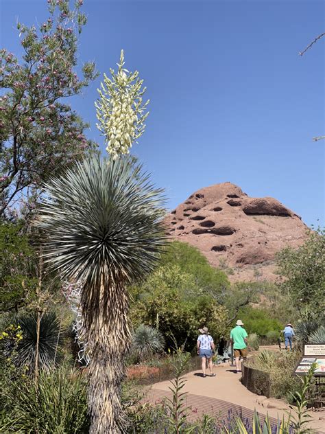 Top 10 Desert Plants for Your Home Garden or Landscaping Project | DBG