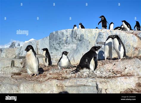 Adélie penguin breeding colony in Antarctica Stock Photo - Alamy