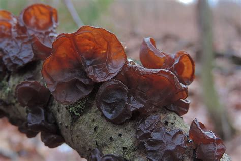 Edible Jelly Mushrooms — Wood Ear & Amber Jelly Roll - Learn Your Land