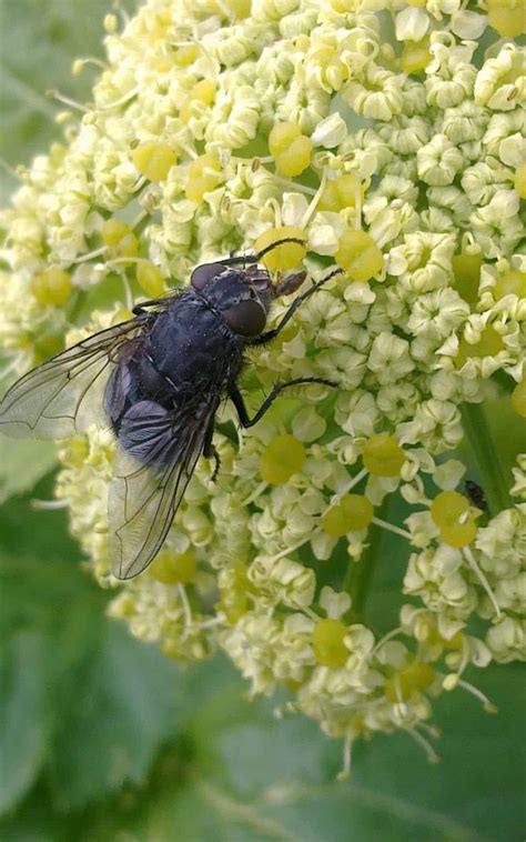 Dream about Swarm of Flies? (11 Spiritual Meanings)