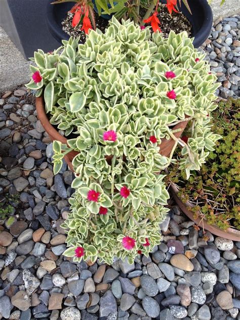 Ice plant | Plants, Succulent gardening, Hanging plants indoor