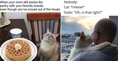 36 Wholesome Cat Memes That Prove They're Not Entirely Evil