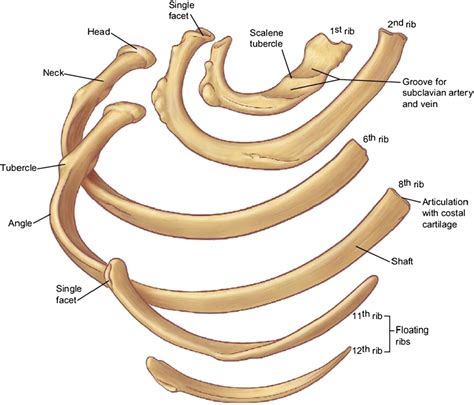 Figure 2 from Relevant surgical anatomy of the chest wall. | Semantic ...