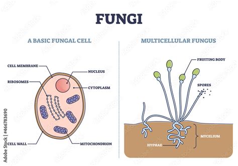 Fungi as basic fungal cell and multicellular fungus structure outline ...