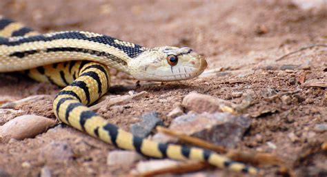 Gopher Snake | Gopher snake crawling around in Utah. | arjen_van_doorn ...