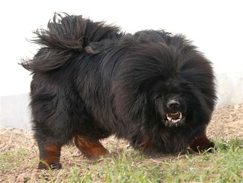 Tibetan Mastiff Dog Info, Puppies, Sale Cost, Facts, Pictures