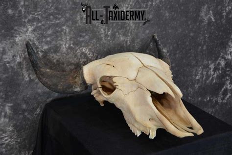 American Bison Skull Taxidermy SKU 1534 - All Taxidermy