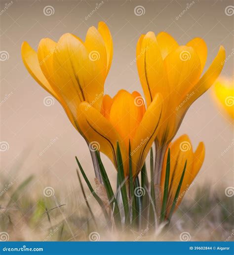 Yellow Crocus Flower stock photo. Image of blossom, wildflower - 39602844