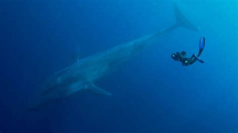 Photograph the blue whale underwater | Abercrombie & Kent