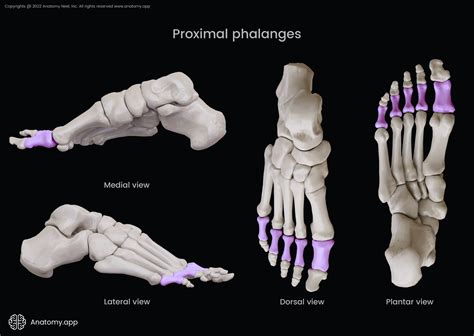 Phalanges of foot | Encyclopedia | Anatomy.app | Learn anatomy | 3D ...