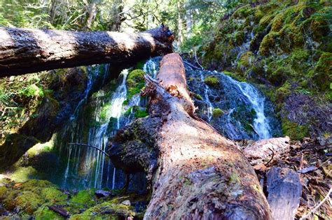 Tunnel Creek - Dosewallips Trailhead — Washington Trails Association