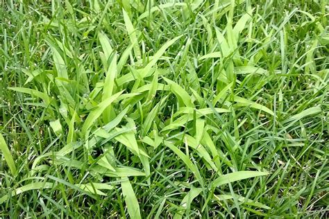 Weed of the Month Series: Crabgrass - Organolawn