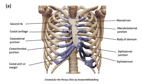 1st Costochondral Junction