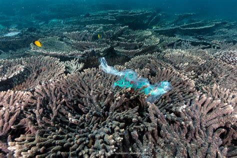 Plastics linked to disease in coral - Jan 2018 - JCU Australia