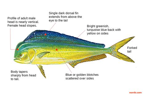 Dolphinfish Fishing Guide | How to Catch a Dolphinfish