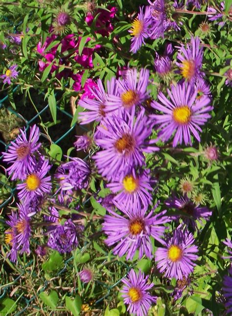 Canadian Needle Nana: Hardy Autumn Asters