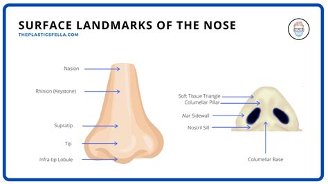 Nasal Anatomy