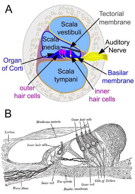 [Figure, Organ of Corti. Cross-section of...] - StatPearls - NCBI Bookshelf