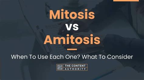 Mitosis vs Amitosis: When To Use Each One? What To Consider