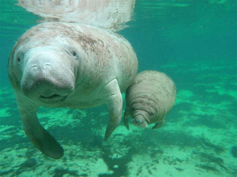 Help us name our baby Manatee! | Dolphin Discovery | Blogs