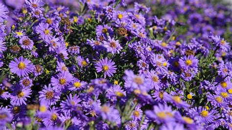 24 Gorgeous Types of Aster Flowers (#11 Is Wow)