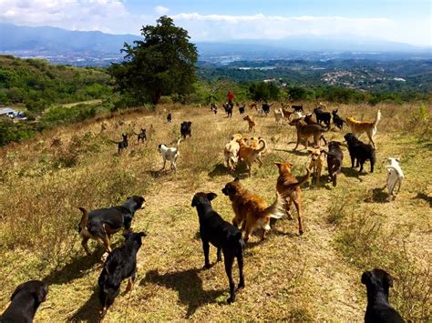 Costa Rica’s Territorio de Zaguates is home to more than 900 dogs - La Voz