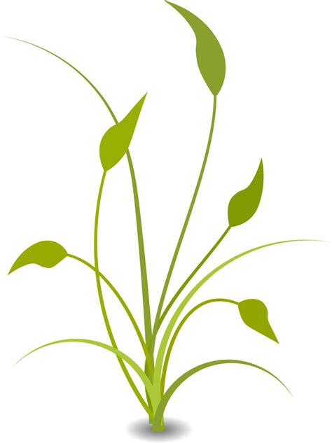 Free Plant Transparent Background, Download Free Plant Transparent ...