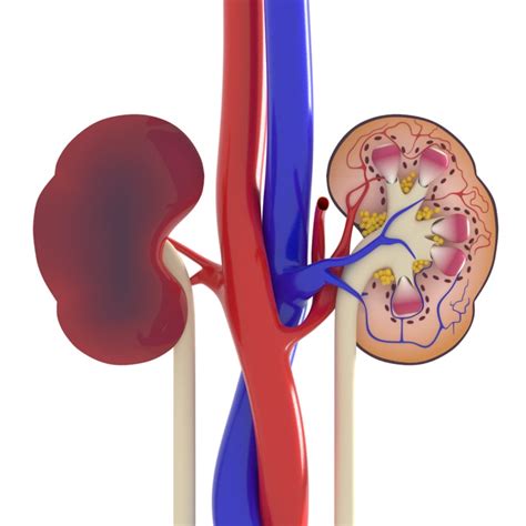 Kidney Anatomy Model