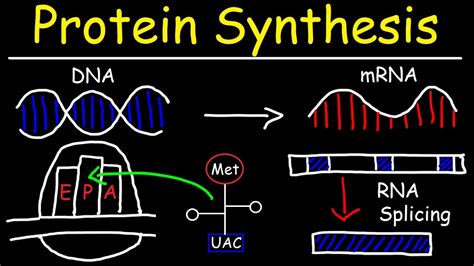 Describe the Process of Protein Synthesis