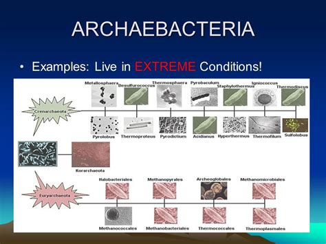 Archaea Definition Characteristics Examples Britannica