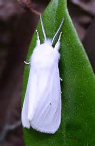 Virginia tiger moth? - Spilosoma virginica - BugGuide.Net