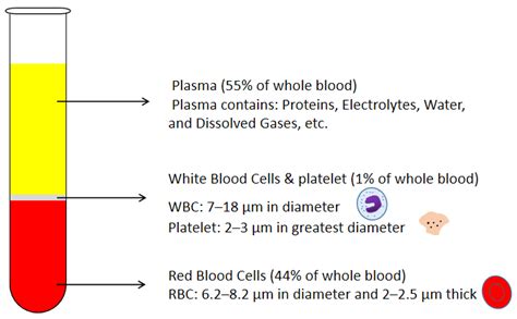 Red Blood Cells And White Blood Cells And Plasma