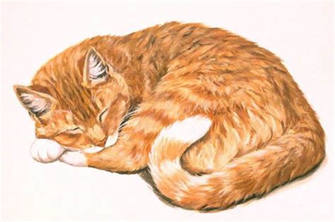 Orange Tabby Cat Drawing at GetDrawings | Free download